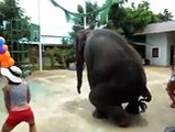 Elephant is dancing and made the people crazy - Video Dailymotion