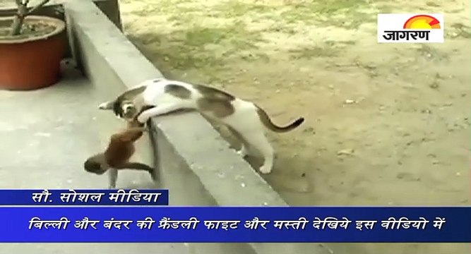 बिल्ली और बंदर की फ्रैंडली फाइट और मस्ती देखिये इस वीडियो में