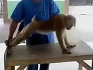 comedy central funny monkey video