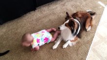 Cette petite fille a le meilleur professeur qui soit pour apprendre à ramper