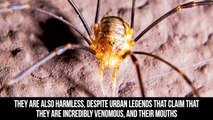10 House Creatures Hiding Inside Your Bedroom