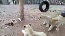 Puppy Fight 3 Lions For Food - DOG vs LION