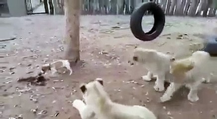 Puppy Fight 3 Lions For Food - DOG vs LION