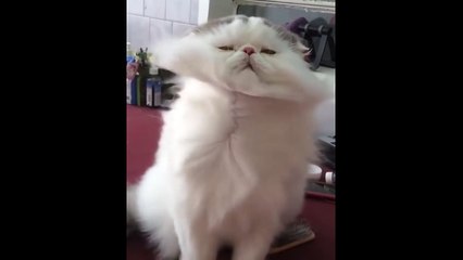 Un chat aux poils majestueux surkiffe le sèche-cheveux !