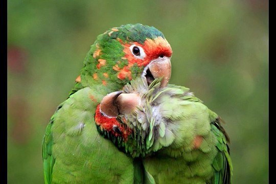 Bizarre Animals You Havent Seen Yet!!