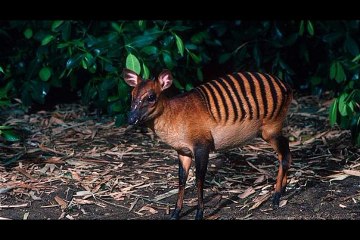 These Cute Animals Aren't What You Think