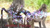 Gorillas Pairing Monkeys Mating Funny Moments