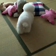 This Little dog is a Master of Disguise