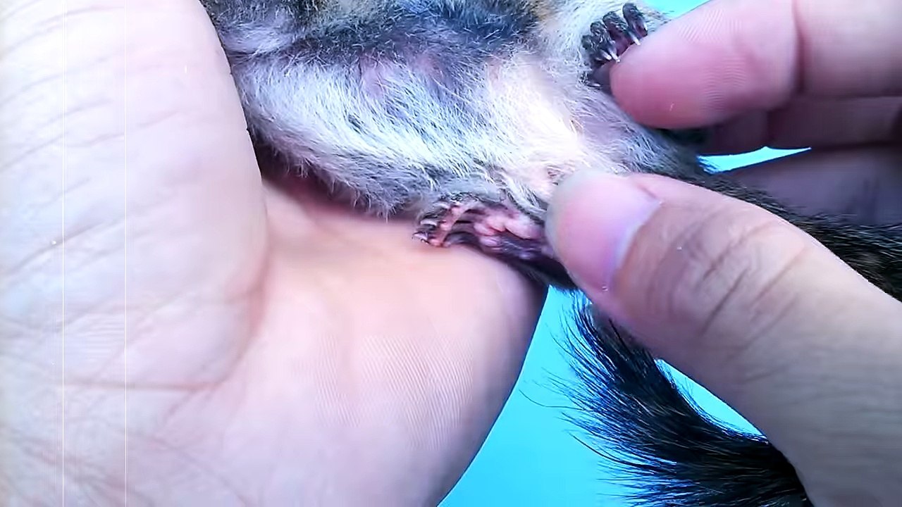 squirrel