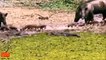 CRAZIEST Animal attacks Caught On Camera - crocodile, lion attack zebra, Wild boar