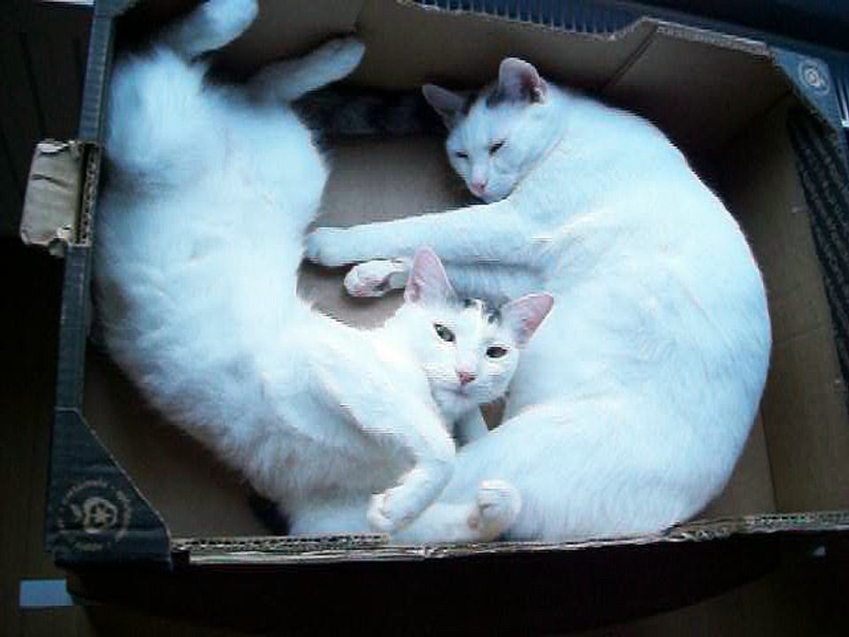 Harvey und Vinzent am 19.09.2016