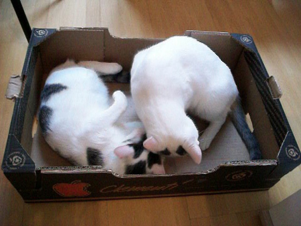 Harvey und Vinzent am 19.09.2016