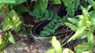 Snake Desert Attack Lizard - Giant Python eats Snake, Snake vs Mongoose, Frog Kills | Wild Animal T