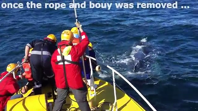 Une baleine prise au piège dans des filets remercie ses sauveurs d'une façon adorable !