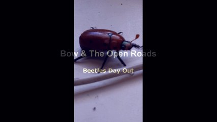 Beetles Day Out