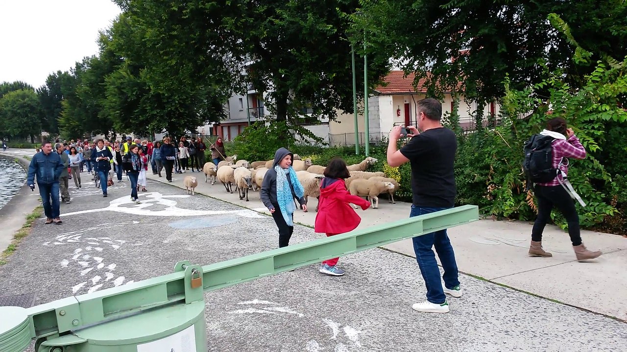 Transhumance des moutons à Saint-Denis, le long des berges du canal Saint-Denis