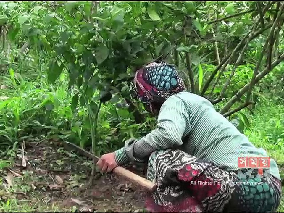 মৌলভীবাজারে নাগা মরিচের চাষ করে লাভবান কৃষকেরা