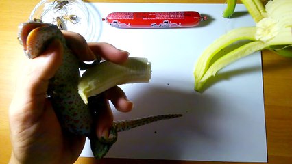 Feeding Gecko