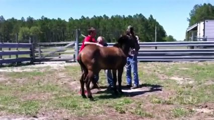 Horse Riding Fails Compilation