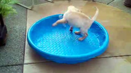 Dog Days Are Over - Compilation