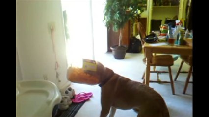 Labradors Are Awesome  Compilation
