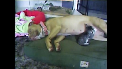 Pitbulls Are Awesome  Compilation