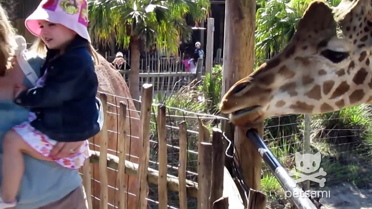 Sneezing Animals Compilation (ORIGINAL)