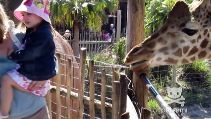 Sneezing Animals Compilation (ORIGINAL)