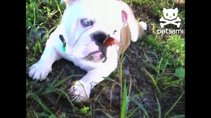 Best Animal Wins and Fails - Funniest Animal Compilation