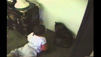 Animal Compilation  Slapping Cats!