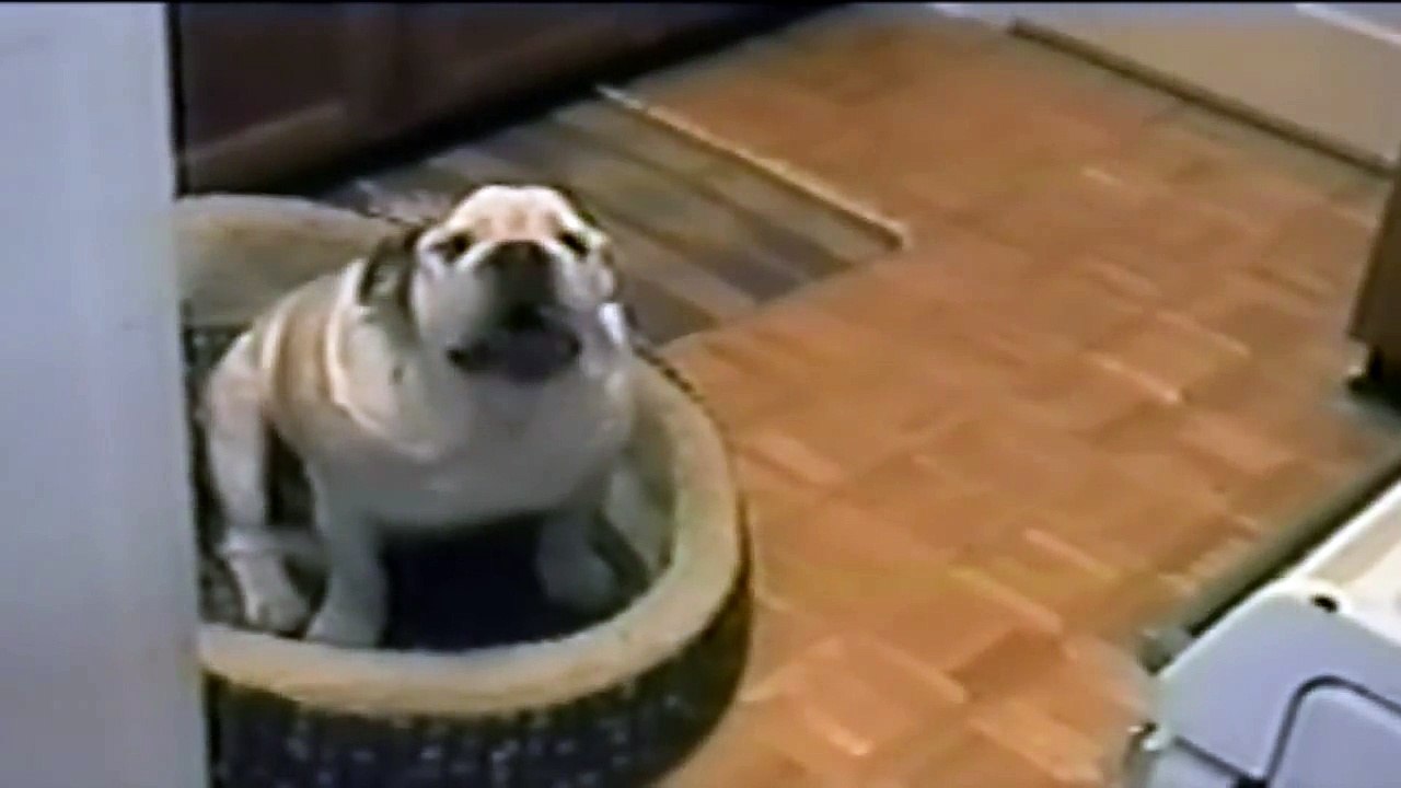 Angry Dogs Compilation