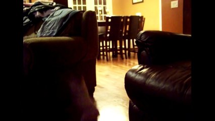 Compilation  Awesome Animal Slip Ups   Fails