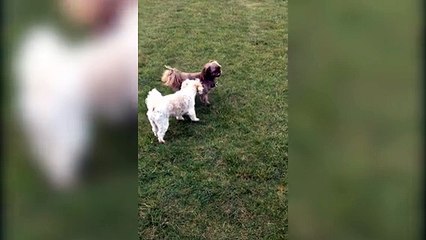 Funny Dog Hip Checks Friend