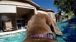 Dog Swims Around Family Pool With GoPro Harness Attached