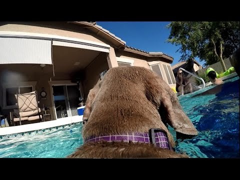 Dog Swims Around Family Pool With GoPro Harness Attached