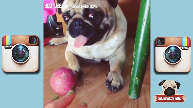 Instagram Pug Videos Compilation Funny Dogs & Pugs are Awesome