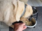 My Pug dog doing weird sounds while eating