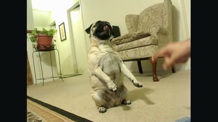 My pug is smarter than your honor student!