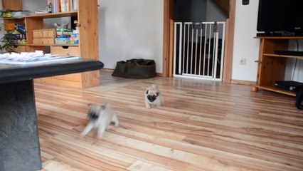 of Golden Pugs - N Litter 8 weeks