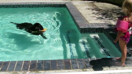 Newfoundland dog swimming-rhO548HxV2k