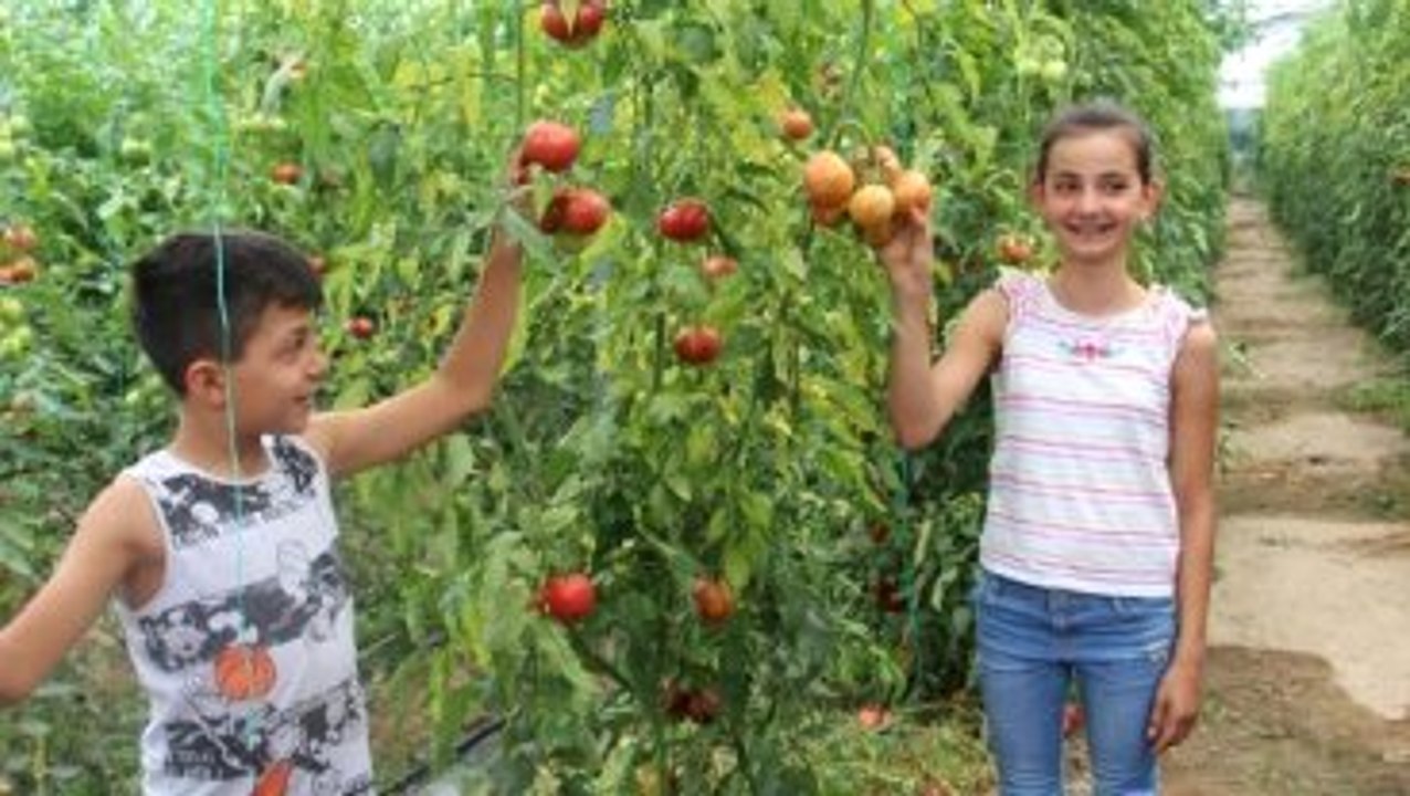 Isparta - Köydeki Kooperatif, 30 Milyon Dolarlık Domates İhraç Ediyor