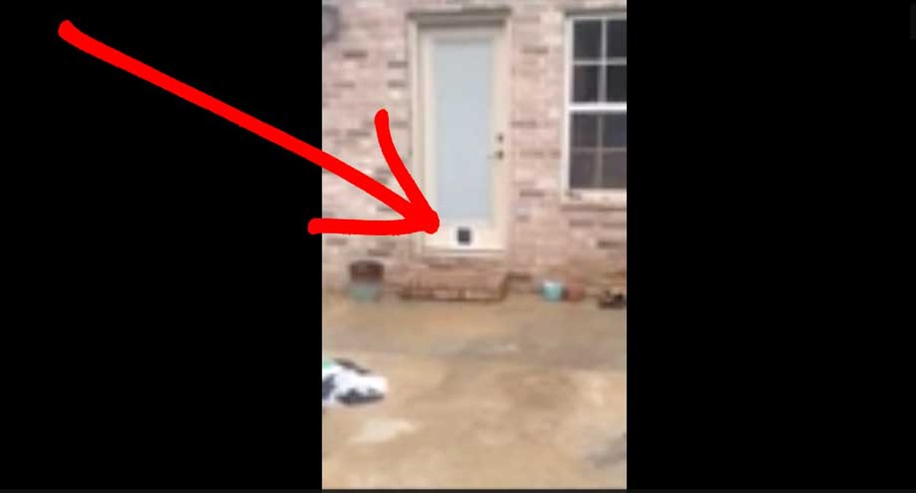 Cat Door Fail