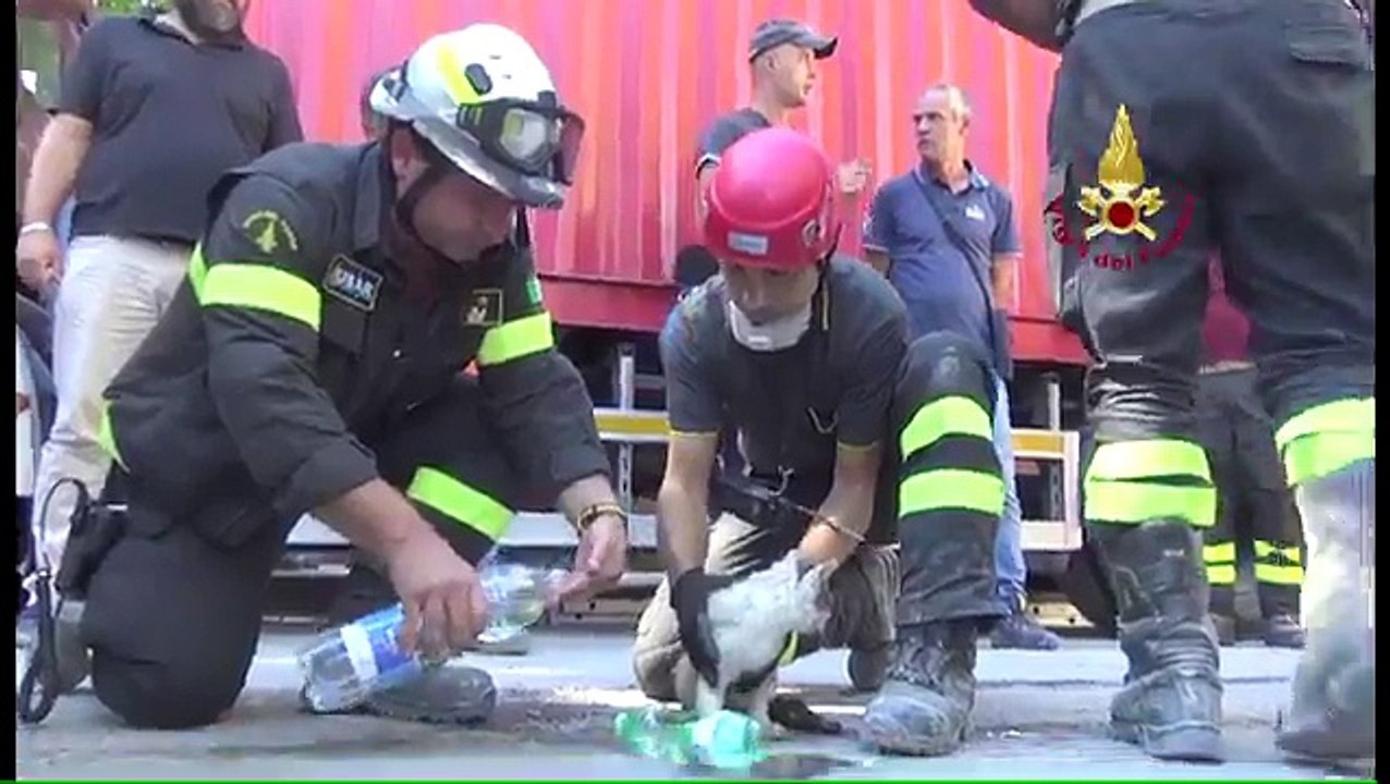 Un chat sauvé des décombres après le tremblement de terre en Italie