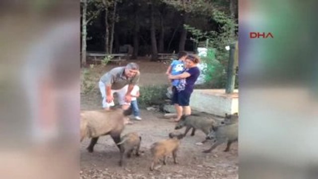 Kuşadası - 2.5 Yaşındaki Zeynep Domuz Sürüsünü Ekmekle Besledi