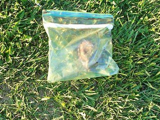 İnsan kalbi sokağa atıldı #kalp #kadavra