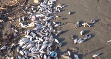 Mersin'de Balıklar Sahile Vurdu! Yetkililer 'Almayın' Diye Uyardı