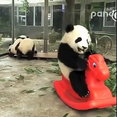 Ce panda kiffe sa balancoire
