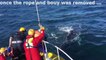 Sauver une baleine piégée dans des filets