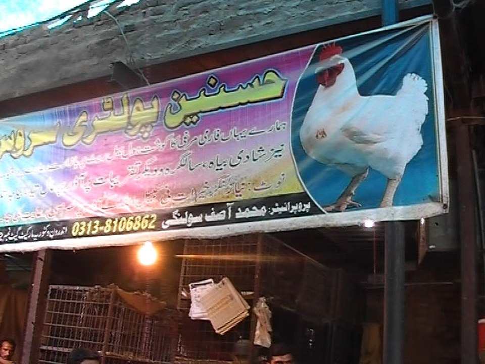 Chicken Repot Sukkur
