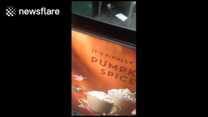 Two women appear to steal man's phone outside London coffee shop before he chases them down to get it back